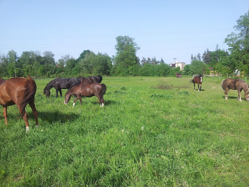 Ranc Orlice Vila Třebechovice pod Orebem Exterior foto